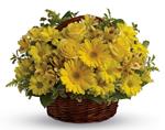 Theyll be walking on sunshine after receiving this cheerful basket of roses, gerberas, alstroemeria and daisies!