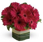Make a singular statement with this hot pink presentation of everyones favourite gerbera!