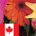 Send a Bouquet to Canada
