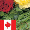 Send a Flower Arrangement to Canada