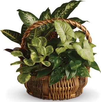 - All kinds of gorgeous greens fill this basket that makes a perfect gift for men or women.