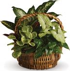 - All kinds of gorgeous greens fill this basket that makes a perfect gift for men or women.
