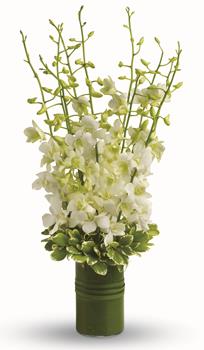 - For a gift of absolute serenity and joy, this simple vase of pure white orchids is a study in beauty.