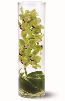 - Tall green cymbidium orchid stem - swathed in ti leaves and presented in a clear glass cylinder.