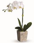- With its understated elegance, this gorgeous white Phalaenopsis orchid is a long-lasting choice.