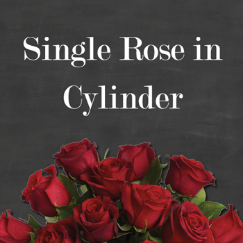 Single Rose in Cylinder/Box
