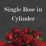 Single Rose in Cylinder/Box