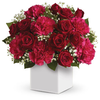 Joyful red flowers presented in a white box make the perfect gift for Christmas. AU/NZ/US/CA