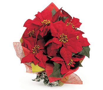 What a great seasonal gift