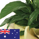Send a Plant to Australia