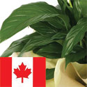 Send a plant to canada