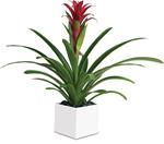 this gorgeous beauty adds red and tropical greenery to any room.